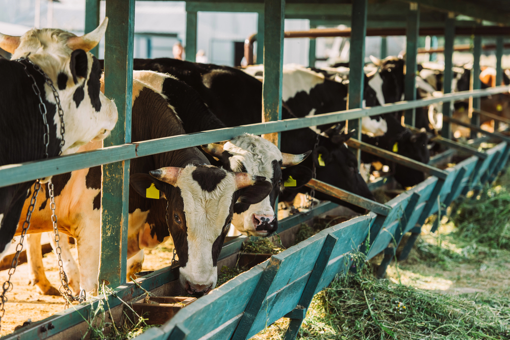 Pas de concessions sur l’accès au marché, réclament les Producteurs de lait du Centre-du-Québec