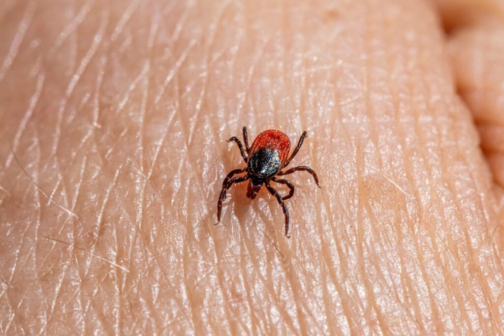 L’anaplasmose transmise par les tiques est en hausse