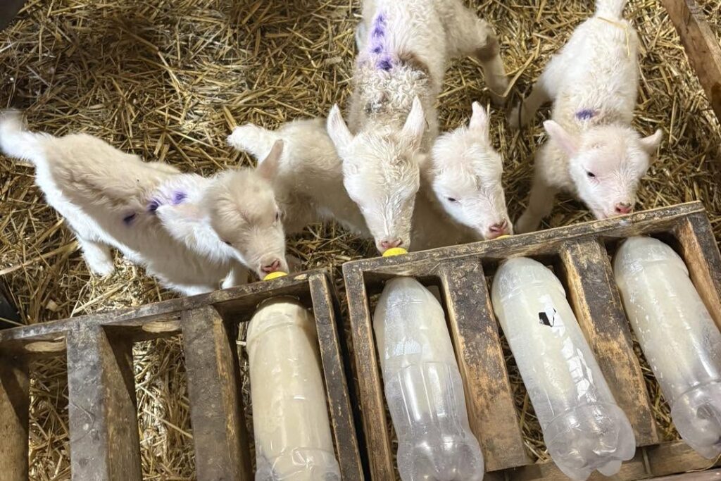 Une ferme de Saint-Félix sera des portes ouvertes de l’UPA en 2026