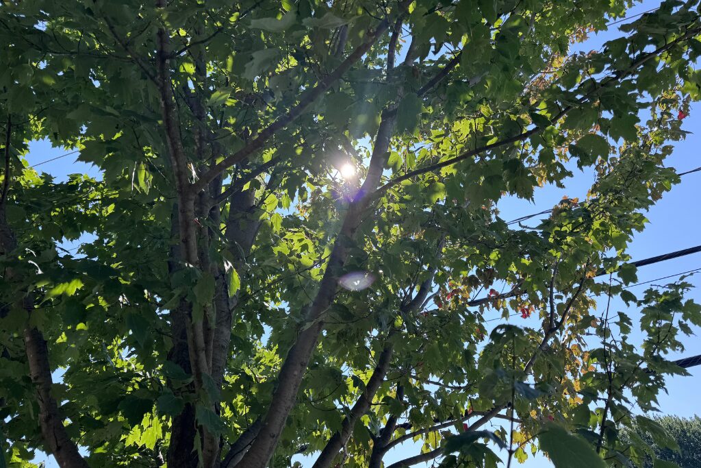 Bilan du Plan d’action en foresterie urbaine : 20 000 arbres plantés à Drummondville